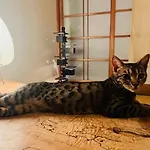 Artful Cats House
