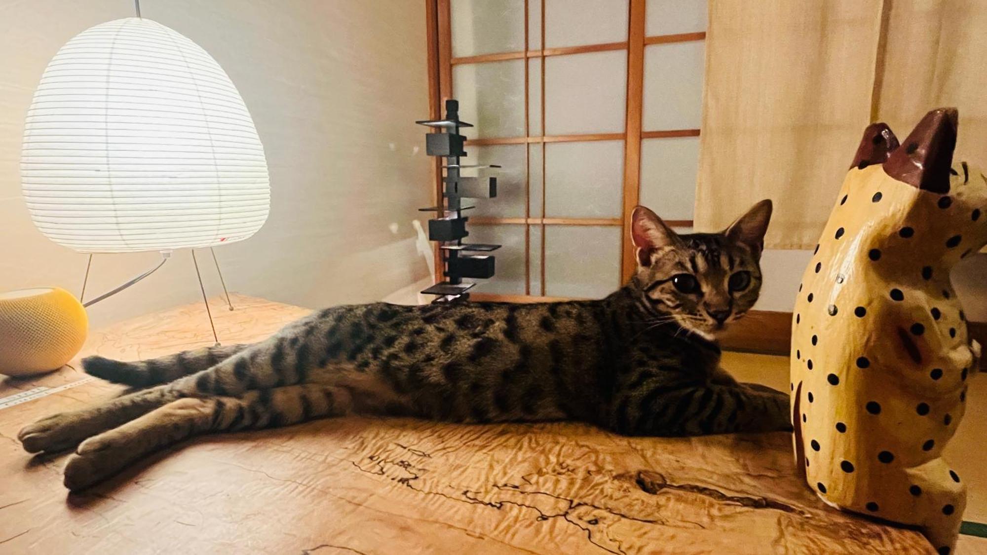 Accommodatie bij particulieren Artful Cats House *